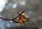 butterfly has just emerged from the larva pupa