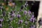 Butterfly hawk moth flies over a flower of lavender