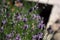 Butterfly hawk moth flies over a flower of lavender