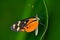 Butterfly Heliconius Hacale zuleikas, in nature habitat. Nice insect from Costa Rica in the green forest. Butterfly sitting on the