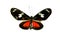 Butterfly Heliconius melpomene isolated