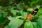 Butterfly Heliconius melpomene, in nature habitat. Nice insect from Costa Rica in the green forest. Butterfly sitting on the red f