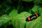 Butterfly Heliconius melpomene, in nature habitat. Nice insect from Costa Rica in the green forest. Butterfly sitting on the red f