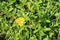 A butterfly on Heliopsis helianthoides flower (false sunflower) in the garden