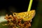 Butterfly Hesperia Comma sitting on grass