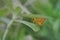Butterfly Hesperiidae perching on green leaf