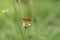 Butterfly Hesperiidae perching on green leaf as backgrond