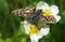 Butterfly hesperiidae syrichtus at flower