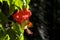 butterfly on the hibiscus flower