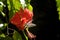 butterfly on the hibiscus flower