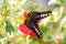 Butterfly on Hibiscus Flower