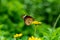 The butterfly holds very still while sitting on certain plants it will blend nature