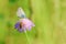 Butterfly and honey bee on purple flower