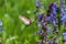 Butterfly hornworm flower nectar