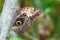 Butterfly with huge eye on the wing, Ecuador