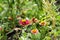 Butterfly hummingbird takes pollen from flower