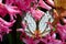 Butterfly on Hyacinths Flowers