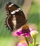 Butterfly Hypolimnas bolina Common Eggfly female