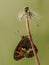 Butterfly Hyponephele lycaon on a dandelion flower