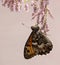 Butterfly Hyponephele lycaon on a pink flower