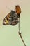 Butterfly Hyponephele lycaon sits on a dry flower