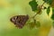 Butterfly Hyponephele lycaon sits on a twig plants