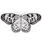 Butterfly Idea Leuconoe. Sketch of Butterfly