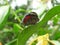 Butterfly at Iguazu falls