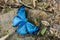 Butterfly at Iguazu Falls, Argentina