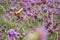 Butterfly insect alone on the flowers in the garden.Thailand