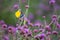 Butterfly insect alone on the flowers in the garden.Thailand