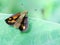 Butterfly insect double winged, with background blury