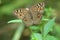 Butterfly, insect, flower & plants, wild life in Hong Kong