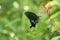 Butterfly, insect, flower & plants, wild life in Hong Kong