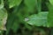 Butterfly, insect, flower & plants, wild life in Hong Kong