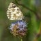 butterfly insect flowers