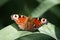 Butterfly insect flowers