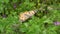 Butterfly insect on plant leaf