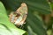 Butterfly insects macro tropics Yucatan Mexico