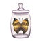 Butterfly inside transparent glass jar. Hand-drawn watercolor illustration isolated on white background. For postcards