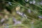 Butterfly Iphiclides Podalirius collects nectar on a sprig of lavender on a summer day