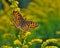 Butterfly Issoria lathonia, Queen of Spain Fritillary