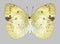 Butterfly Ixias pyrene female underside