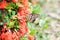 butterfly on Ixora chinensis Lamk, Ixora spp or Zephyranthes or West Indian Jasmine