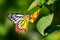 Butterfly Jezebel or Delias eucharis on Lantana flowers with green bokeh background