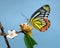 Butterfly jezebel or Delias eucharis on pink flowers with sky background