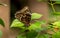 The Butterfly Journey at Chester Zoo