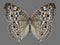 Butterfly Junonia atlites