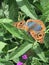 Butterfly  Junonia genoveva