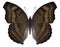 Butterfly Junonia iphita